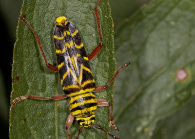Locust Borer (Megacyllene Robiniae) Larvae Bore on Black Locust