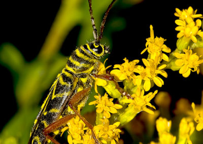 Locust Borer (Megacyllene Robiniae) on Goldenrod in Late Autumn