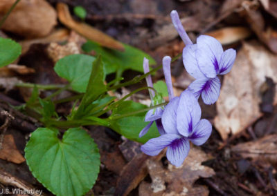 Long-Spurred Violet (Viola Rostrata)
