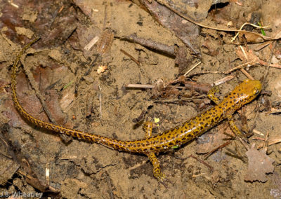 Long-Tailed Salamander (Eurycea Longicauda) 3