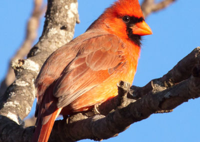 Male Cardinal in Full Breeding Plumage