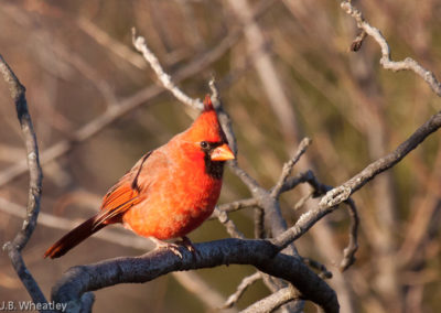 Male Cardinal in Winter