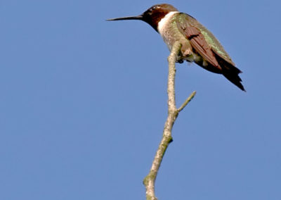 Male Ruby-Throated Hummingbird Guarding His Territory