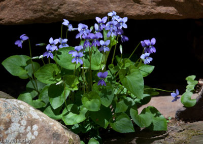 Marsh Blue Violet (Viola Cucullata)