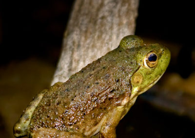 Newly Emerged Bullfrog