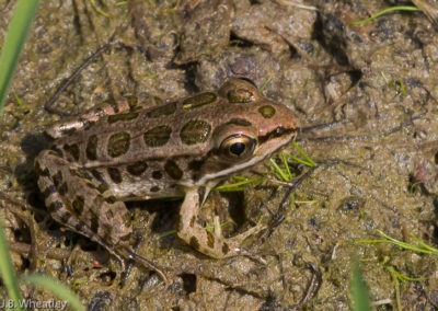 Newly Emerged Pickerel Frog (Rana Palustris)