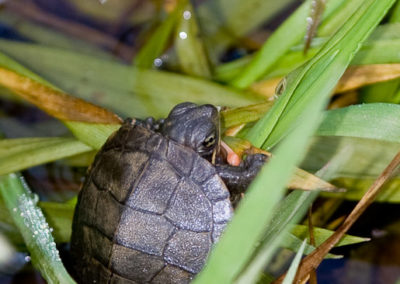 Newly Hatched Painted Turtle (Chrysemys Picta)