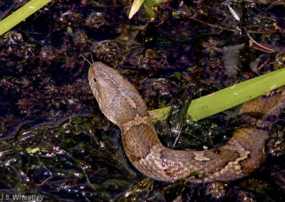 Northern Water Snake (Nerodia Sipedone)