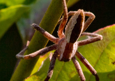 American Nursery Web Spider (Pisaurina Mira)
