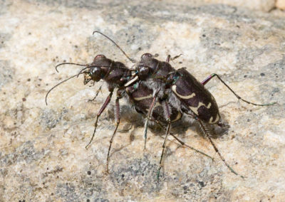 Oblique-Lined Tiger Beetle (Cicindela Tranquebarica): Male Guards Female After Mating