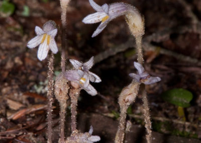One-Flowered Cancer Root (Orobanche Uniflora): Parasite