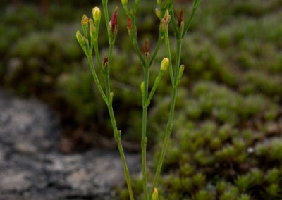 Orange Grass Pineweed (Hypericum Gentianoides)