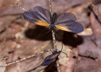 Orange-Patched Smoky Moth (Pyromorpha Dimidiate)