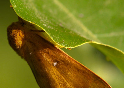 Orange-Striped Spiny Oakworm Moth (Anisota Senatoria)
