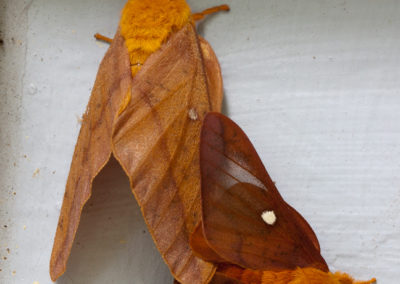 Orange-Striped Spiny Oakworm Moth (Anisota Senatoria): Mating Pair