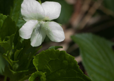 Pale Common White Violet (Viola Striata)
