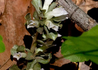 Pennywort (Obolaria Virginica)