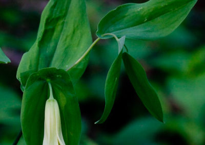 Perfoliate Bellflower (Uvularia Perfoliata)
