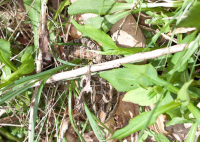 Pickerel Frog with Amazing Camouflage
