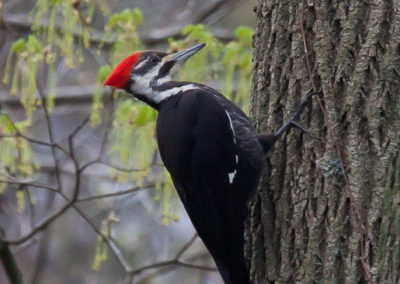 Pileated Woodpeckers: Always Impressive