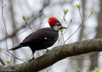 This Pileated Woodpecker’s Crest in Raised in Alarm