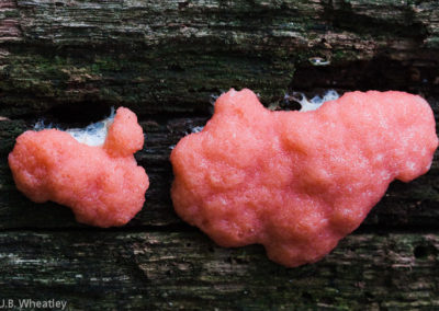 Pink Slime Mold (Enteridium Splendens)