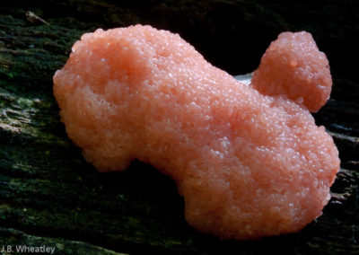 Pink Slime Mold (Enteridium Splendens) 2