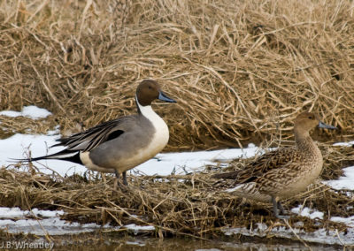 Winter Pair of Pintails