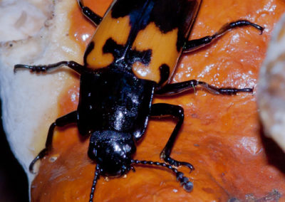 Pleasing Fungus Beetle (Megalodacne Heros): Find Them on the Fungus on Hemlocks