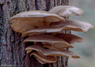 Pleurotus: Common Fall and Winter Mushroom Causes Rot in Hardwoods