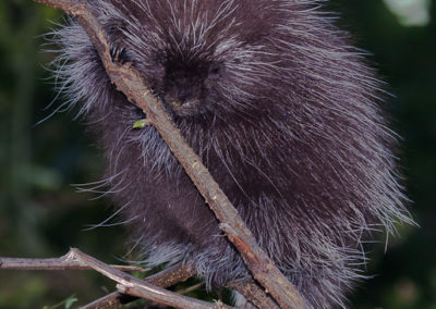 North American Porcupine (Erethizon Dorsatum)