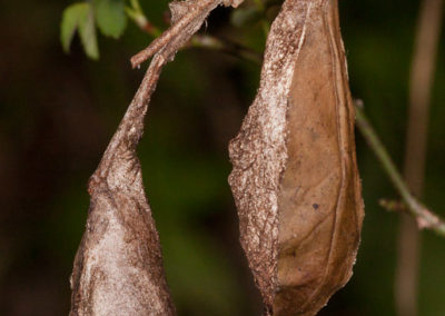Promethea Moth Cocoons
