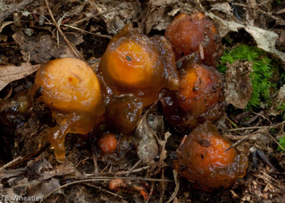 Puffballs in Aspic (Calostoma Cinnabarinum)