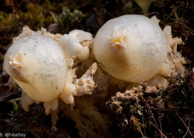 Puffballs in Aspic: Fruiting Body Over the Winter