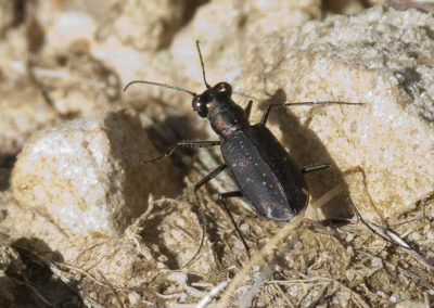 Punctured Trigger Beetle (Cicindela Punctulata): Found on Dry Hillsides and Ridgetop Roads