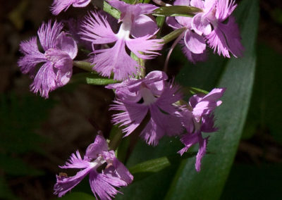 Purple Fringeless Orchid (Platanthera Peramoena)