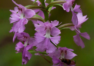 Purple Fringeless Orchid (Platanthera Peramoena) 2