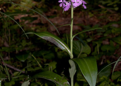 Purple Fringeless Orchid (Platanthera Peramoena) 3