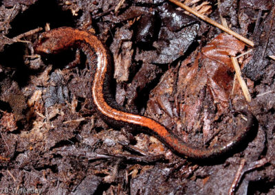 Red-Backed Salamander (Plethodon Cinereus)
