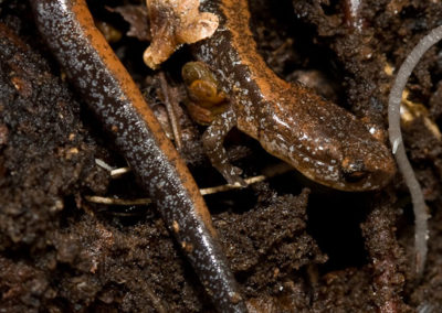 Red-Backed Salamander (Plethodon Cinereus) 2