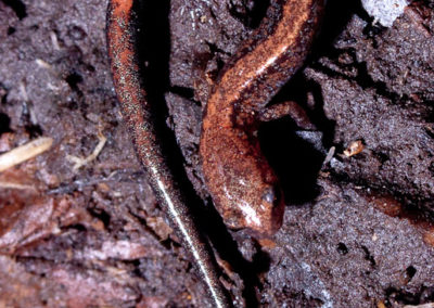 Red-Backed Salamander: Possibly the Most Common Vertebrate in our Forests