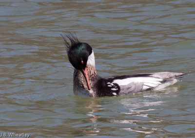 Red-Breasted Mergansers: Frequent Visitors in April