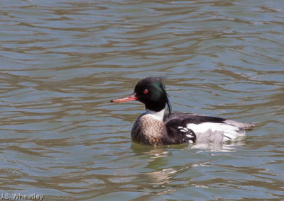 Red-Breasted Mergansers Have Green Heads Like Mallards