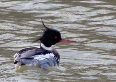 The Heads of Red-Breasted Mergansers Appear Almost Black in the Shadows