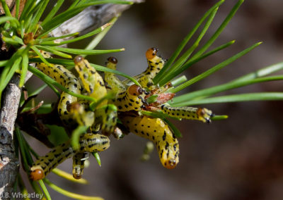Red-Headed Pine Sawfly Larvae (Neodiprion Lecontei)