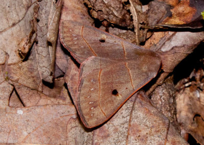 Red-Lined Panopoda (Panopoda Rufimargo)