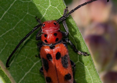 Red Milkweed Beetle (Tetraopes Tetrophthalmus)