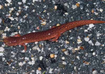 Red Salamander (Pseudotriton Ruber)