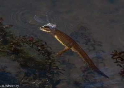 Red-Spotted Newt Capturing a Damselfly