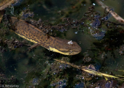 Red-Spotted Newt (Notophthalmus Viridescens)